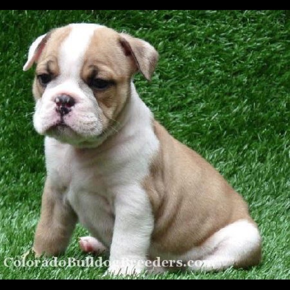 Meet your Posher, Martha - Picture 1 of 1